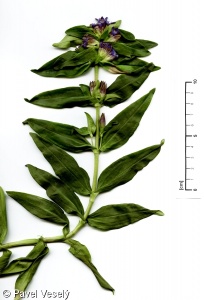 Gentiana cruciata – hořec křížatý