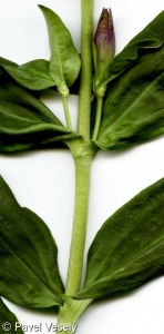 Gentiana cruciata subsp. cruciata – hořec křížatý pravý