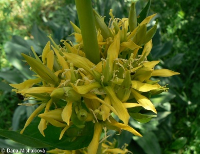 Gentiana lutea subsp. lutea – hořec žlutý pravý
