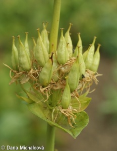 Gentiana lutea subsp. lutea – hořec žlutý pravý