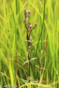 Gentianella amarella – hořeček nahořklý