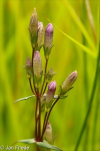 Gentianella amarella – hořeček nahořklý