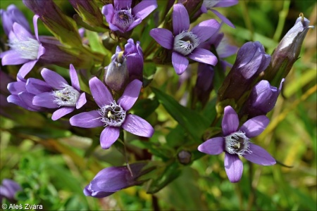 Gentianella obtusifolia subsp. sturmiana – hořeček drsný Sturmův