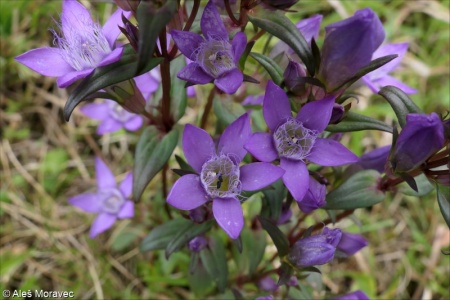 Gentianella praecox subsp. bohemica