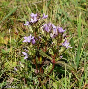 Gentianella praecox subsp. bohemica – hořeček mnohotvarý český