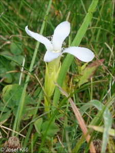 Gentianella ciliata