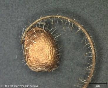 Geranium dissectum – kakost dlanitosečný