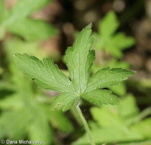 Geranium divaricatum – kakost rozkladitý