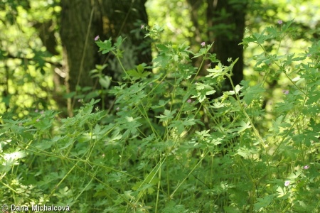 Geranium divaricatum – kakost rozkladitý
