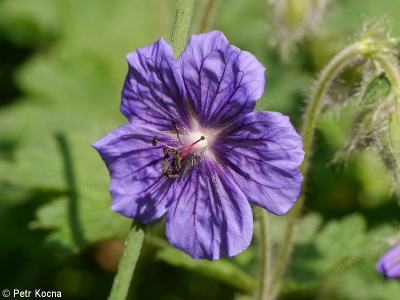 Geranium ibericum – kakost gruzínský