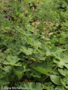 Geranium ibericum – kakost gruzínský