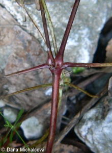 Geranium lucidum – kakost lesklý