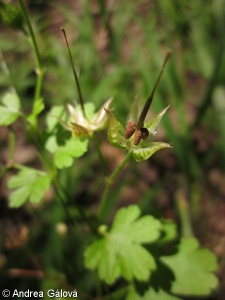 Geranium lucidum – kakost lesklý