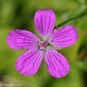 Geranium palustre