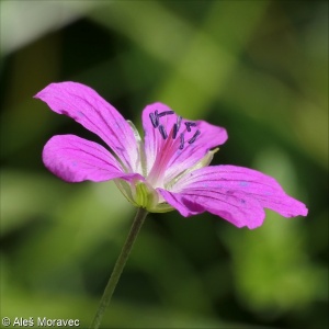 Geranium palustre