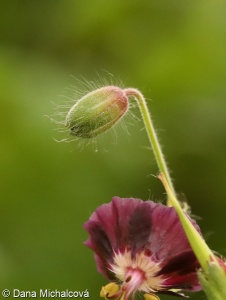 Geranium phaeum – kakost hnědočervený