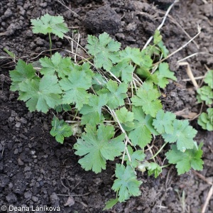 Geranium phaeum