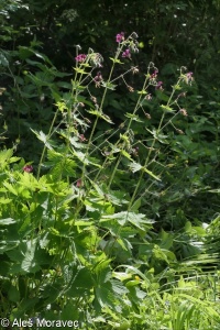 Geranium phaeum