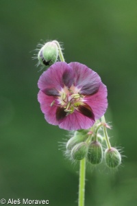 Geranium phaeum &ndash; kakost hnědočervený