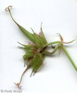 Geranium pratense – kakost luční
