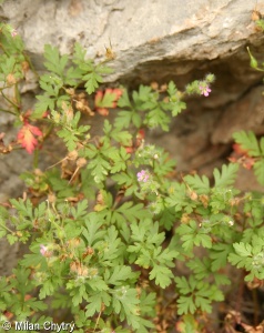 Geranium robertianum agg. – okruh kakostu smrdutého