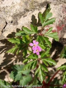 Geranium purpureum – kakost purpurový
