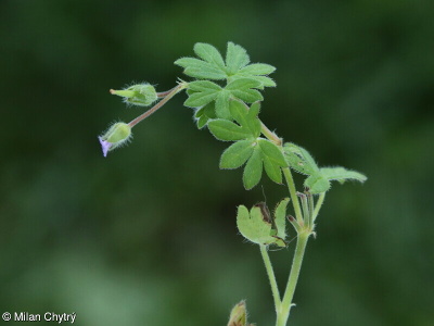 Geranium pusillum – kakost maličký