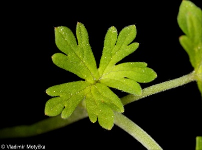 Geranium pusillum &ndash; kakost maličký