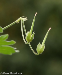 Geranium pyrenaicum – kakost pyrenejský