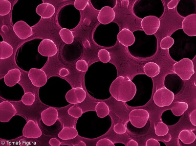 Geranium pyrenaicum &ndash; kakost pyrenejský