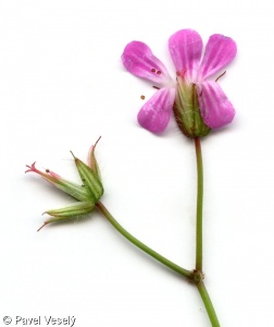 Geranium robertianum – kakost smrdutý