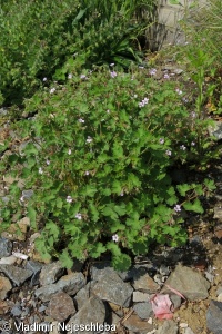 Geranium rotundifolium – kakost okrouhlolistý