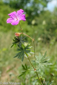 Geranium sanguineum &ndash; kakost krvavý