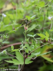 Geranium sibiricum – kakost sibiřský