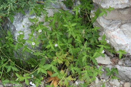 Geranium sibiricum – kakost sibiřský