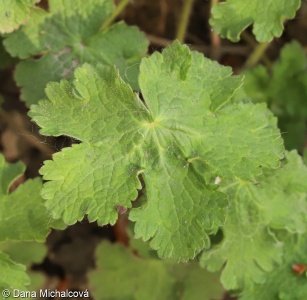 Geranium sylvaticum – kakost lesní