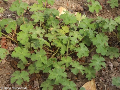 Geranium sylvaticum – kakost lesní