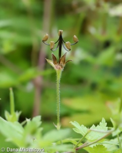 Geranium thunbergii – kakost Thunbergův