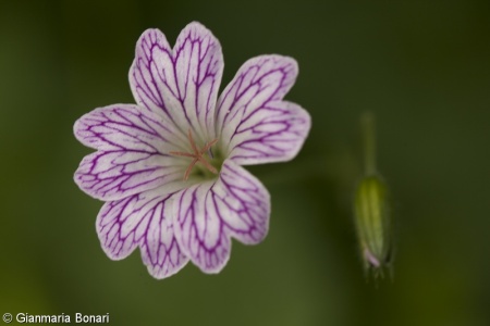 Geranium versicolor – kakost různobarvý