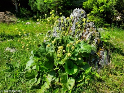 Geum bulgaricum