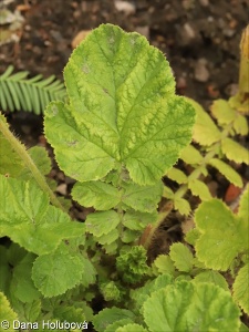 Geum macrophyllum – kuklík velkolistý