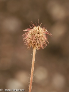 Geum macrophyllum – kuklík velkolistý