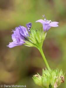 Gilia achilleifolia – proměnka řebříčkolistá