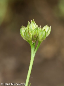 Gilia achilleifolia – proměnka řebříčkolistá