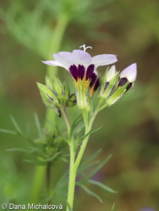 Gilia tricolor – proměnka trojbarvá