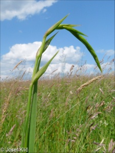 Gladiolus imbricatus