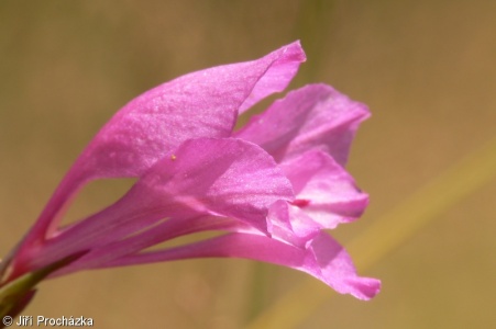 Gladiolus imbricatus – mečík střechovitý