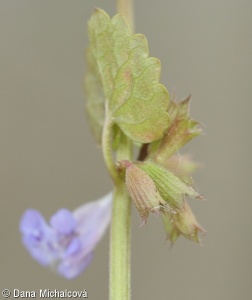 Glechoma hederacea – popenec obecný