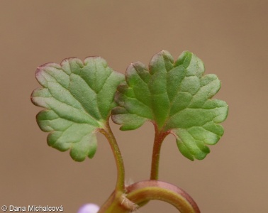 Glechoma hederacea aggr.