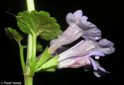 Glechoma hederacea – popenec obecný